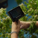 Investing in Cannabis with 5StarsStocks.com: Your Guide to Profitable Cannabis Stocks